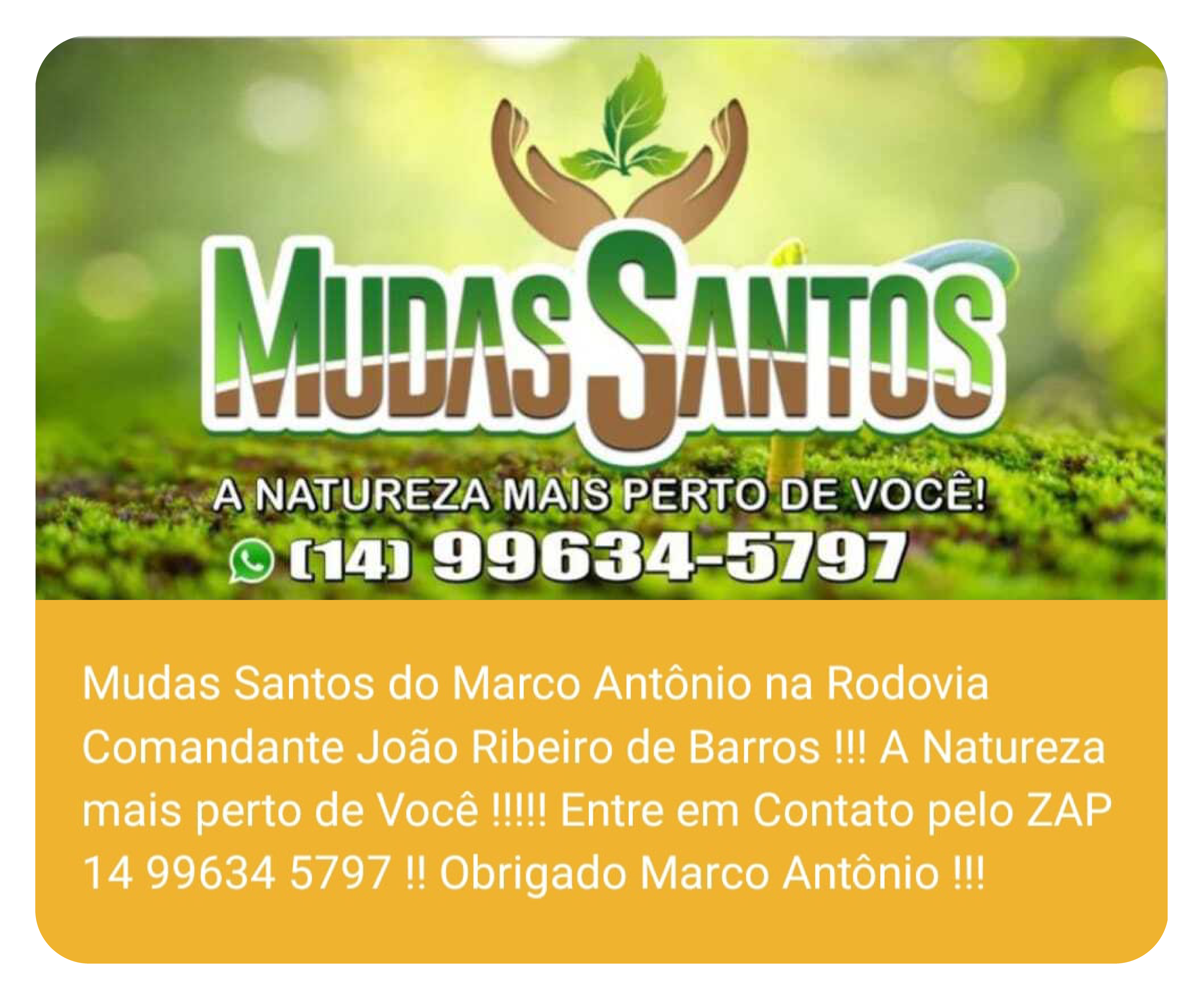 Publicidade Mudas Santos