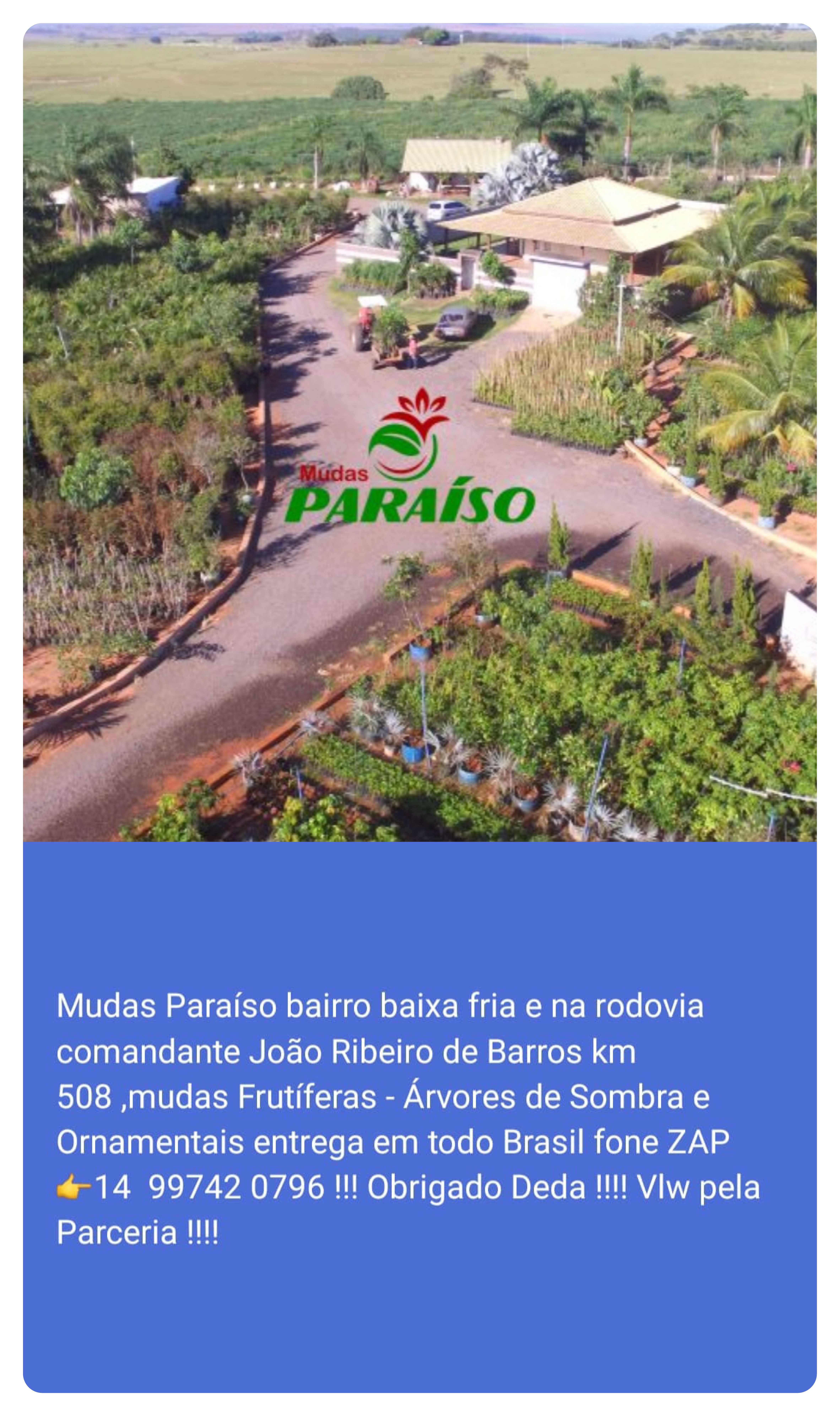Publicidade Mudas paraiso mudeiro